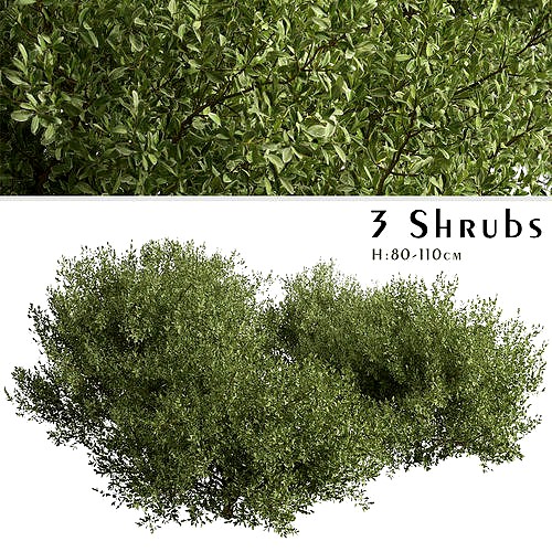 Set of Buxus bodinieri or Buxus Shrubs - 3 Shrubs