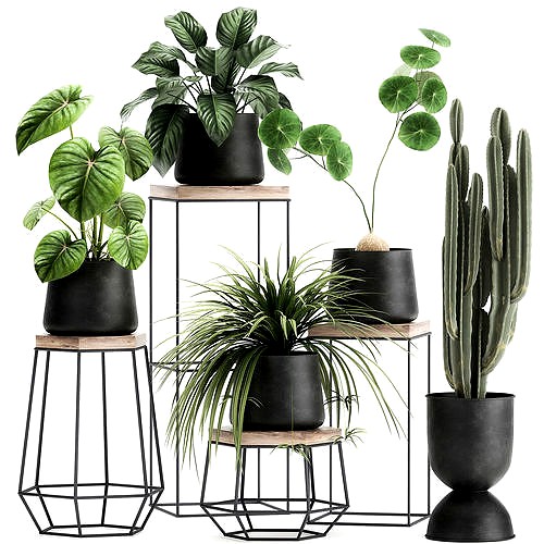 Houseplants in a pot for the interior 899
