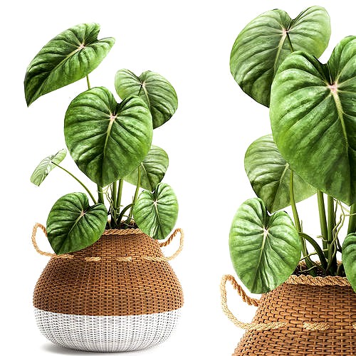 Houseplants in a pot for the interior 891