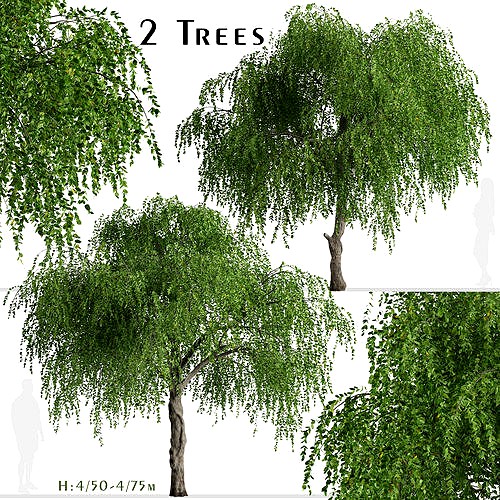 Set of Chinese Elm or Ulmus parvifolia Trees - 2 Trees 3D Models