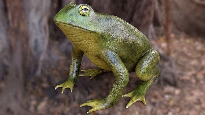 Frog Toad