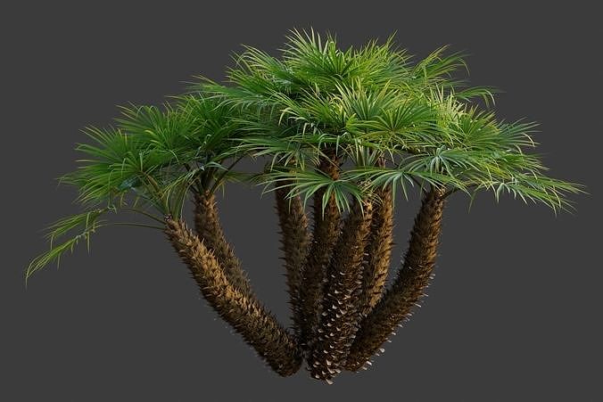 XfrogPlants European Fan Palm - Chamaerops Humilis