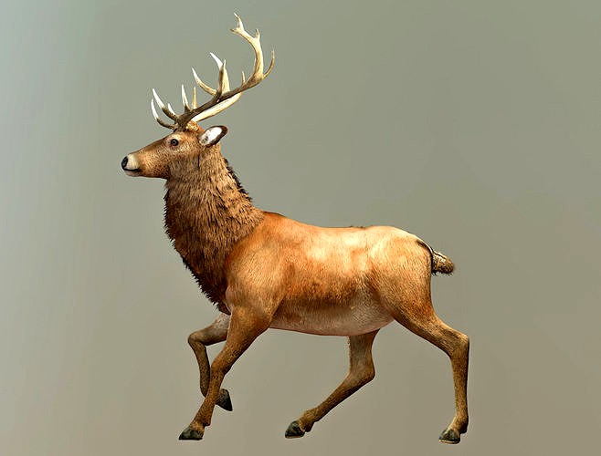 Deer