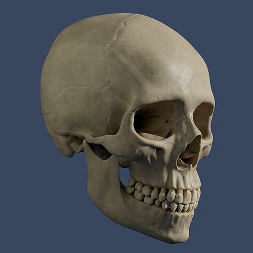 Human Skull - Mid Poly and High Poly