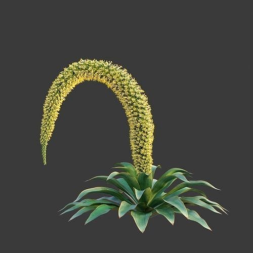 XfrogPlants Foxtail Agave - Agave Attenuata