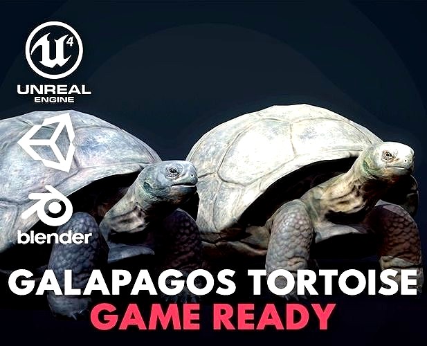 Galapagos Tortoise - GameReady