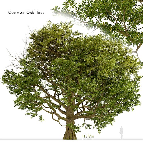 Common Oak or Quercus robur Tree  - 1 Tree 3D Model