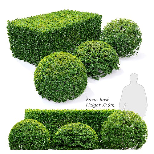 Buxus