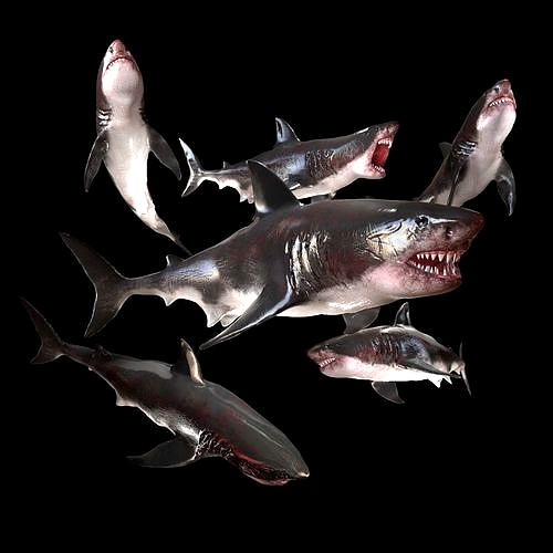Great White Shark Model  7 animations Pack