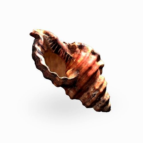 Seashell