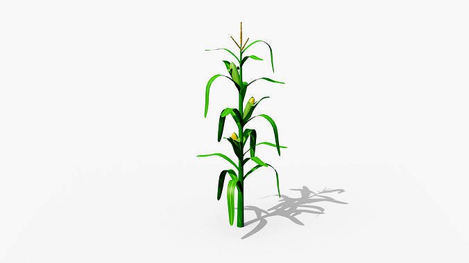 Stylized Corn Stalk