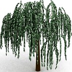 Willow 3D Model