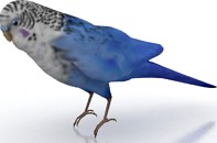 Parakeet 3D Model