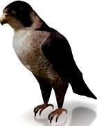 Falcon 3D Model