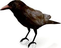 Crow 3D Model