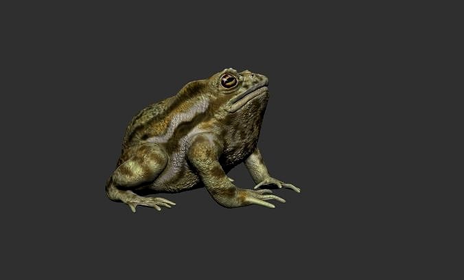 The model Toad | 3D