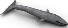 Whale 3D Model