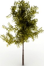 Tree 3D Model