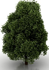 Tree 3D Model