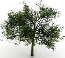 Cherry tree 3D Model