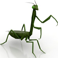 Mantis 3D Model