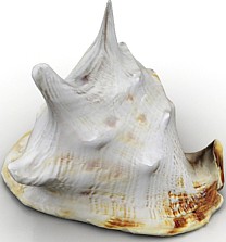 Shell 3D Model