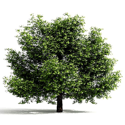 Maple tree