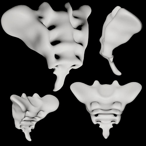 Tailbone tail bone
