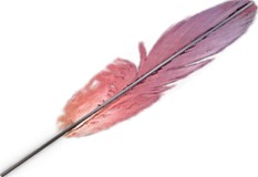 Feather 3D Model