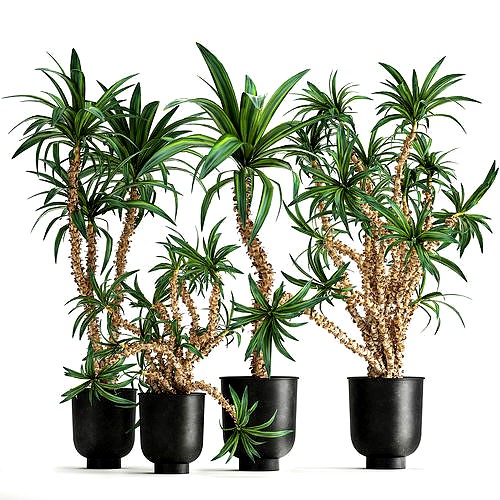 Dracaena in a flowerpot for the interior 1006