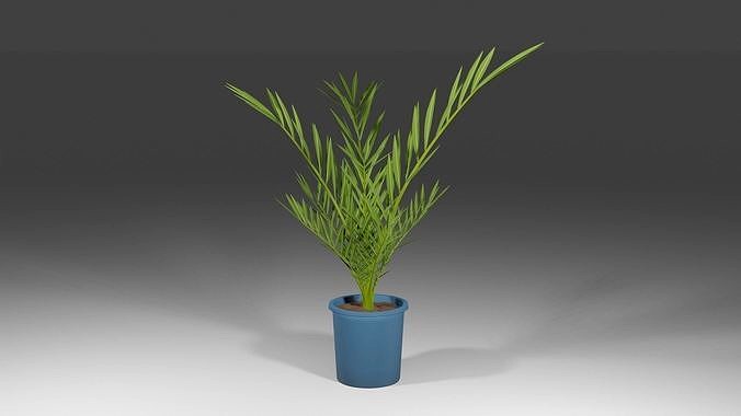 Date palm Tree 3D Model