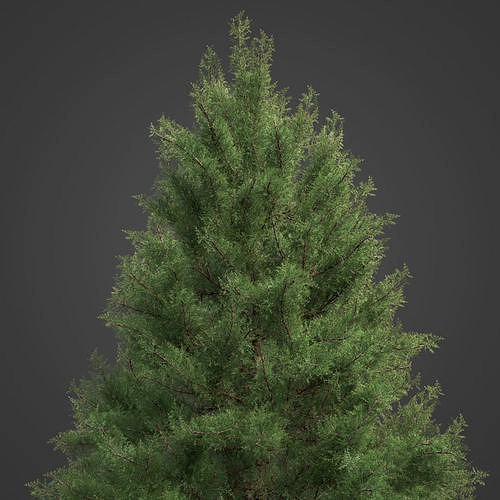 2021 PBR Prickly Juniper Collection - Juniperus Oxycedrus