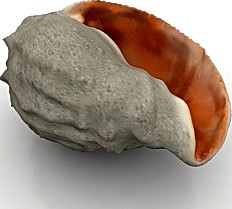 Shell 3D Model