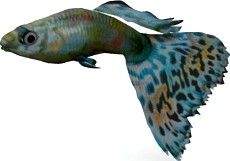 Fish 3D Model