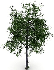 Tree 3D Model