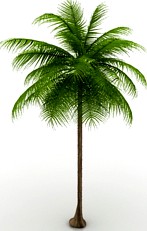 Palm 3D Model