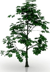 Tree 3D Model