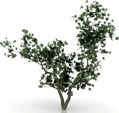 Tree 3D Model