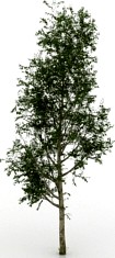 Tree 3D Model