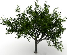 Maple 3D Model