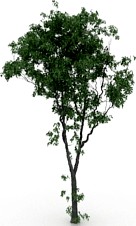 Tree 3D Model