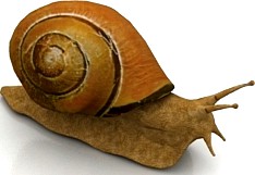 Snail 3D Model