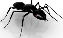 Ant 3D Model