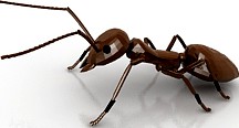 Ant 3D Model