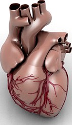 Heart 3D Model