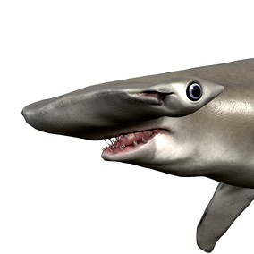 Hammerhead Shark