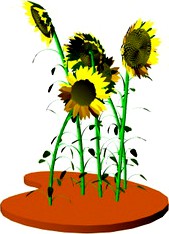 Sunflower 3D Model