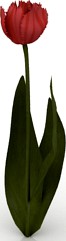 Flower 3D Model