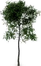 Tree 3D Model