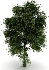 Tree 3D Model